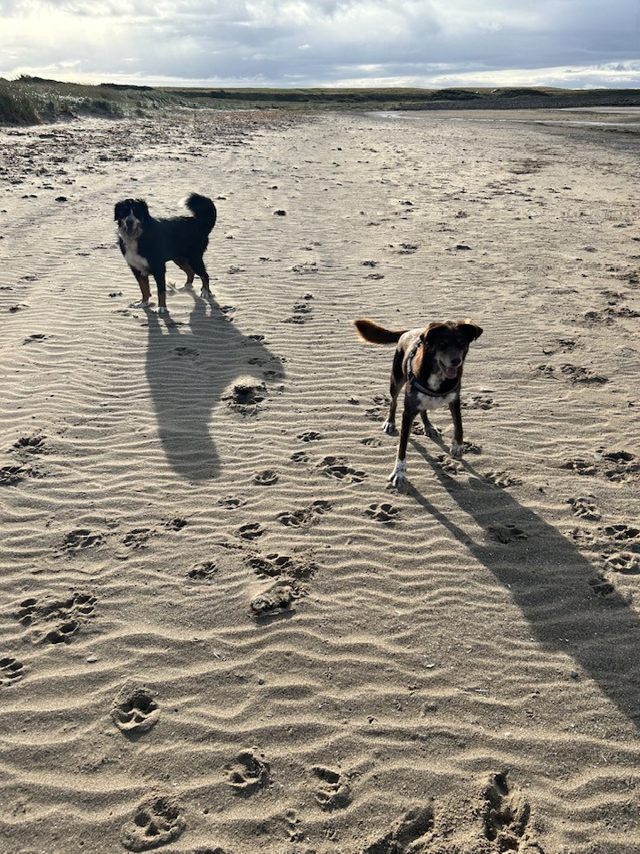 two dogs on beach