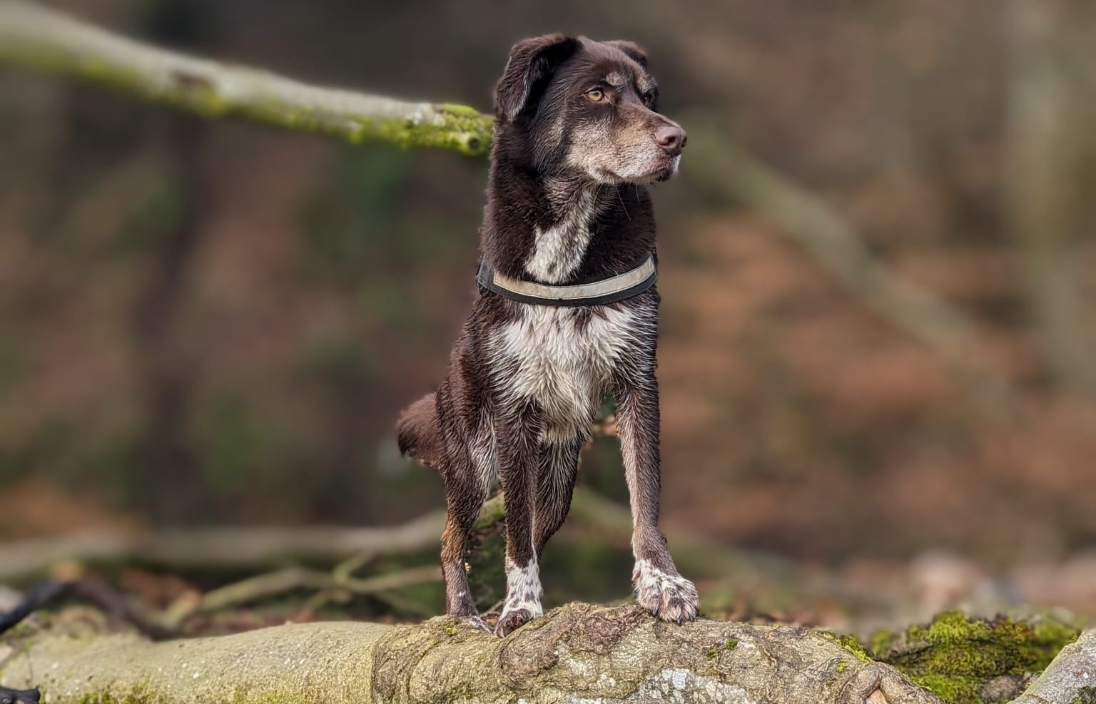 dog standing on a branch