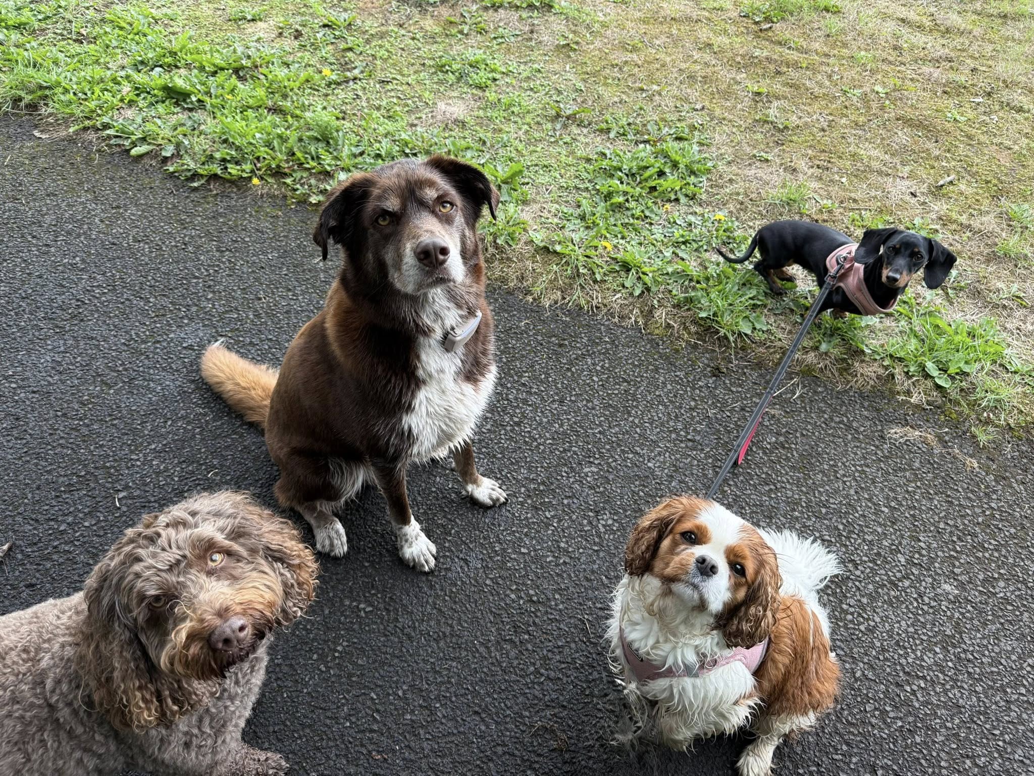 group of dogs