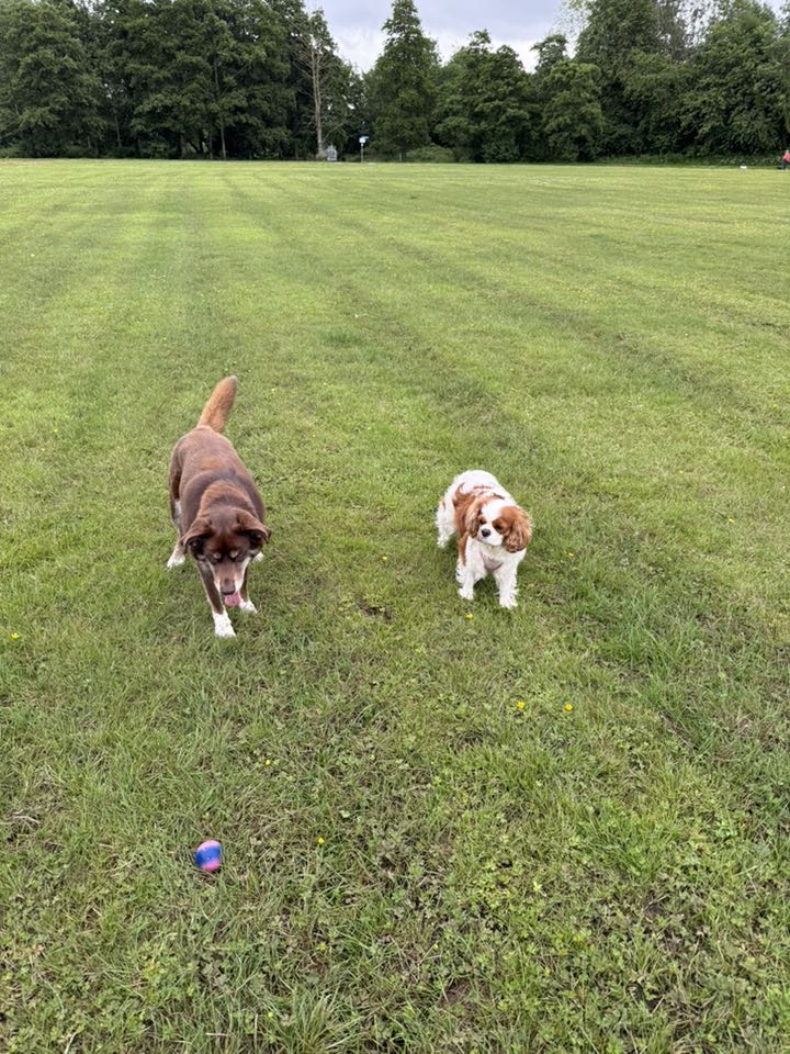 group of dogs