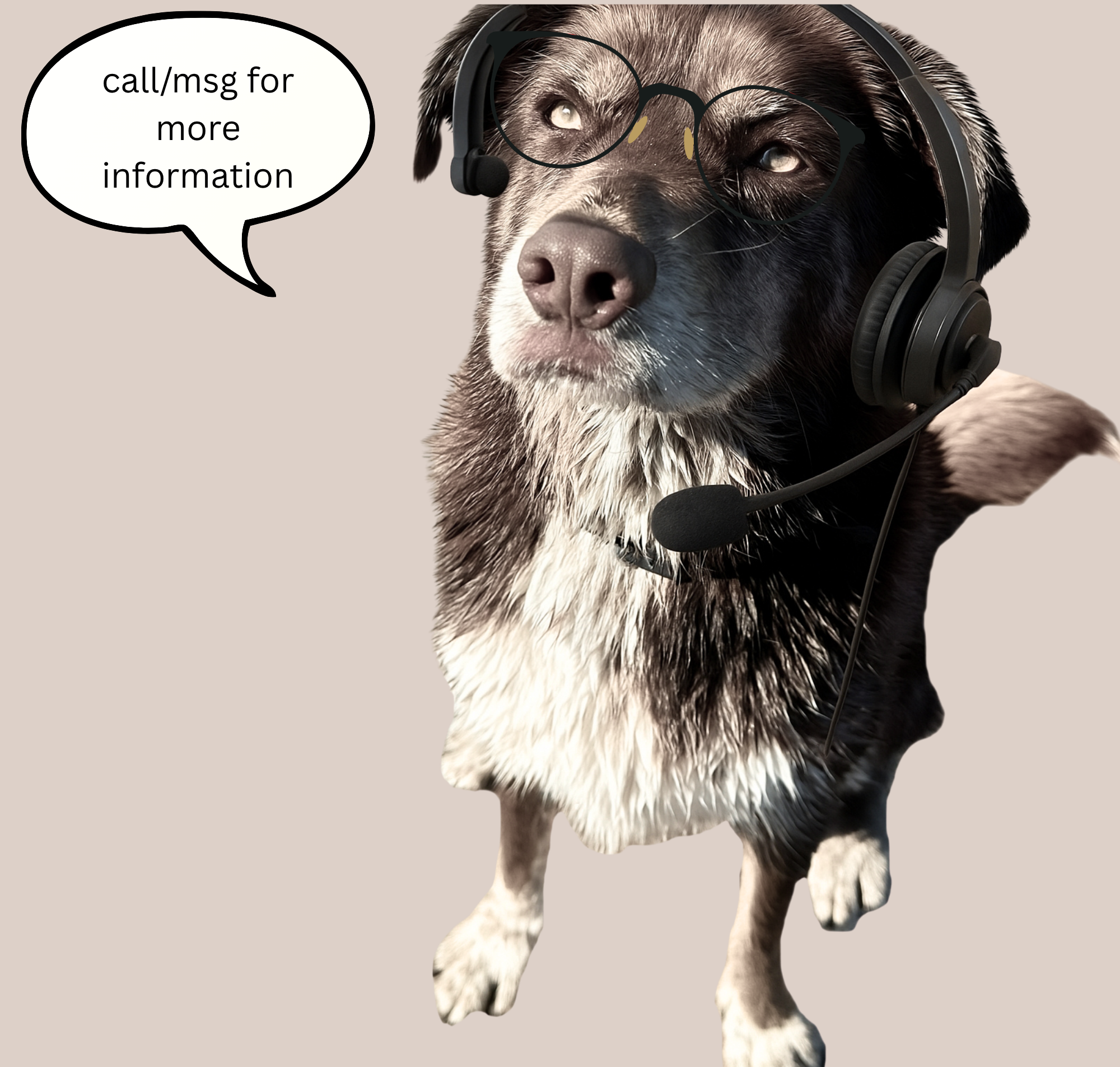 dog with headset