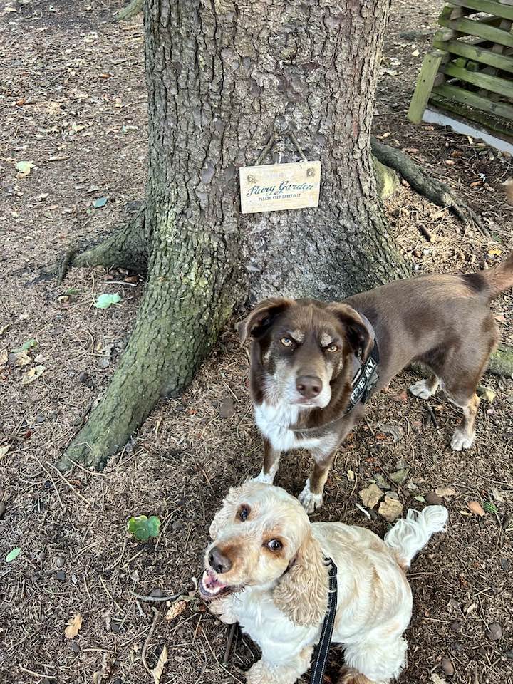 dogs playing