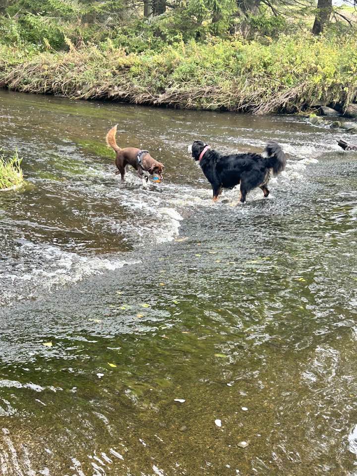 dogs playing