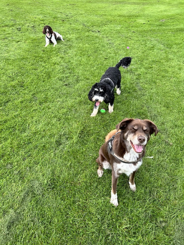 dogs playing