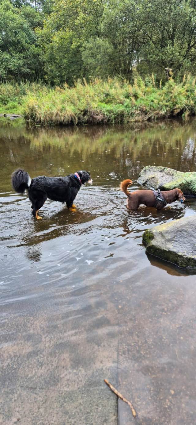 dogs playing